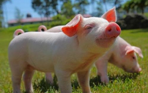 What is suitable to wear for 83 years old pig
