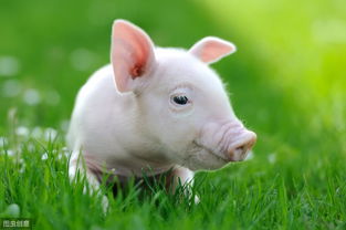 95 Years Pig Man 2023 Horoscope