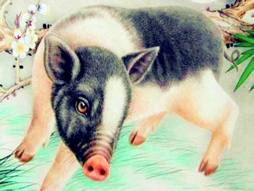 Female Snake Male Pig Compatibility