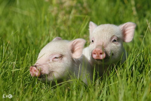 Female Ox and male Pig are compatible with each other