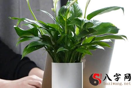 Office plant feng shui arrangement