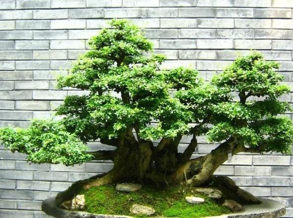 home suitable for putting ficus? feng shui good