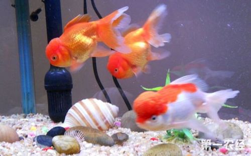 What are the feng shui instructions and taboos for keeping fish at home