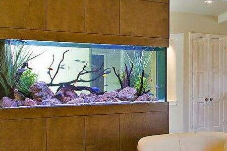 Fish tank feng shui in your home to let you have a surplus of wealth