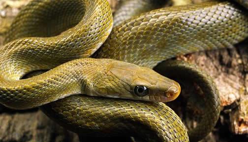 The Feng Shui of a snake coming into your home (Feng Shui the real omen of a snake coming into your home)