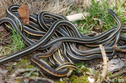 Feng Shui The real omen of a snake entering your home