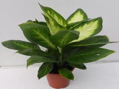 Wan nian home feng shui (Wan nian placement feng shui taboo family plant feng shui choice)
