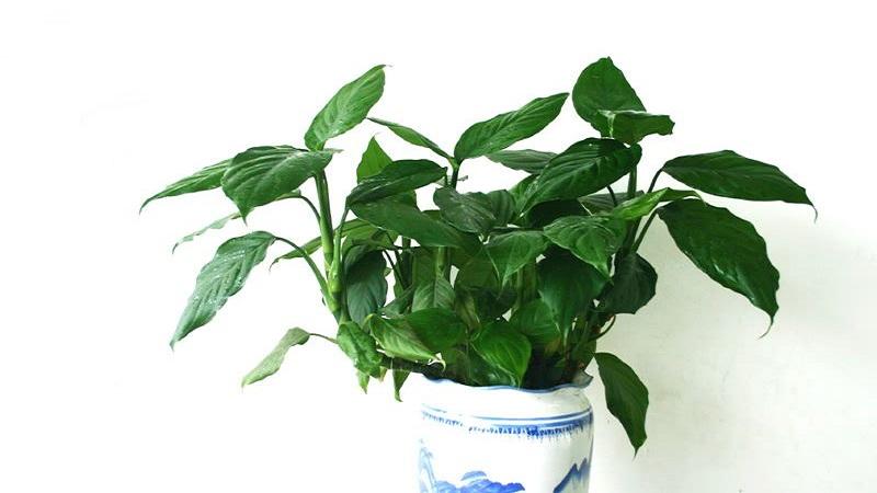 Wan nianqing placed feng shui taboos family plant feng shui choice