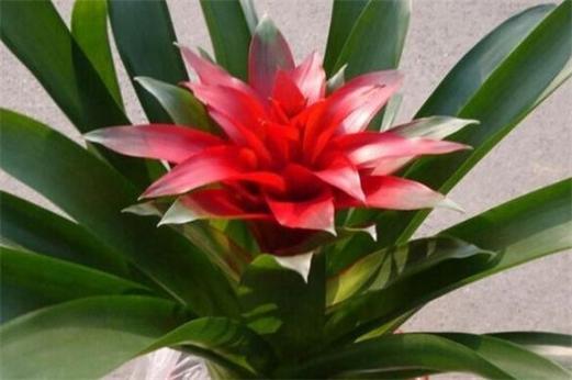 Bedroom planting what plants feng shui good and prosperous wealth