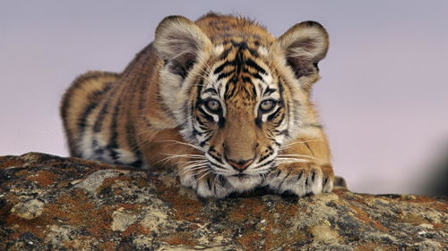 Tiger afternoon born eight big (pig and tiger marriage how)