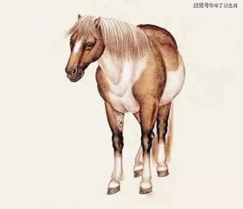 What are the eight signs of the Chinese zodiac for a horse