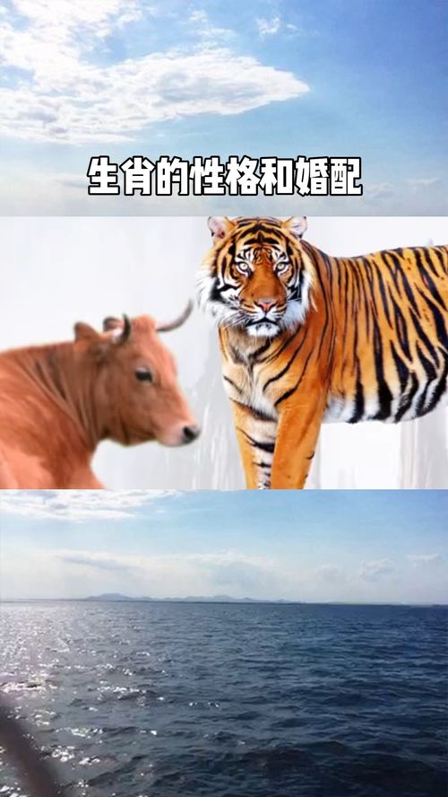 Are Tiger and Ox compatible (Are Ox and Tiger compatible)