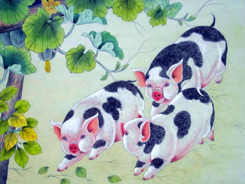 Fortune telling in the eight signs of the genus Pig