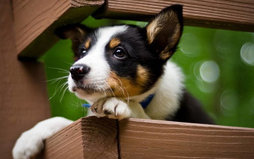 What are the Five Elements of the Dog's Numerology?