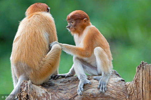 Monkey and Dragon are compatible with each other (Dragon and Monkey are compatible with each other in Chinese Zodiac)
