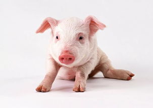 What is the life of a Pig born in the sixth month of the lunar calendar