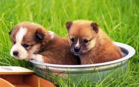 What are the eight characters of the Dog