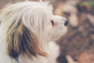 Are the eight characters of the Pig and the Dog compatible (82 years of the Dog and 83 years of the Pig's combined wealth)