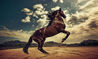 Male Horse Female Sheep Eightfold Compatibility
