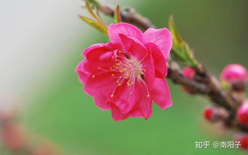 What is the peach blossom of the eight signs of the zodiac (Zi Wu Mao You four peach blossom difference)
