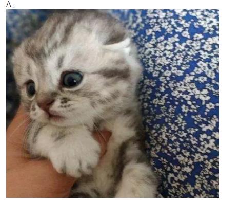 Psychometric Test: Which animal do you think you have eye contact with? What kind of man will you fall into the hands of?