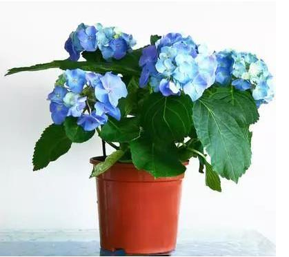 Which flower would you like to have in your home to find out when luck will come to your house?