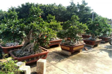 Is it good feng shui to put a ficus tree at home?