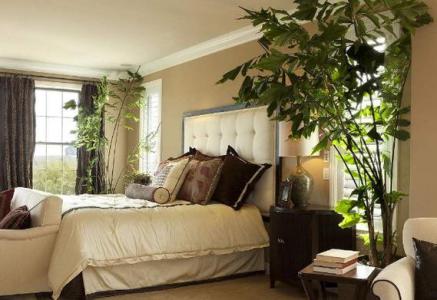 Feng Shui home plant placement (which position is better for home plants)