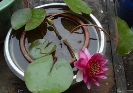Home planting water lilies feng shui (water lilies planted in the home on the feng shui is bad)