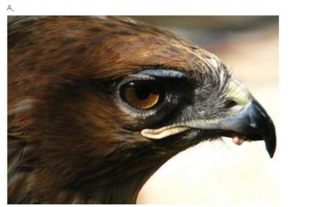 Psychological test: at first glance, which eagle has the sharpest eyes? Can you tell the difference between the heart and the mind?