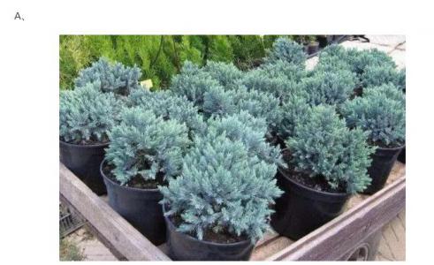 Psychometric Test: Which greenery will stay evergreen when winter arrives? Measure how long your riches last