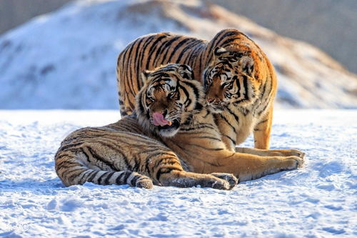 1974 Tiger and who is the best match for wealth
