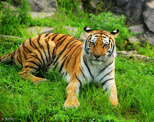 1938 Tiger 2023 Horoscope