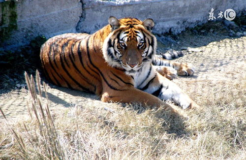 1986 Tiger 2023 Annual Horoscope Horoscope