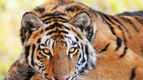 Tiger 1974 man's fate this year