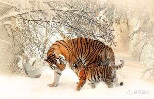 What is the fate of the Tiger in 2010