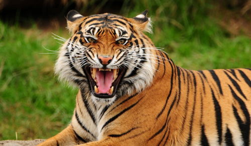 1974 Tiger's fate this year