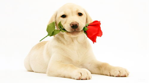 Are female 94 Dog and male 96 Rat compatible?
