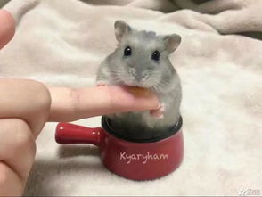 What is the marriage between 1984 Rat and 1987 Rabbit?