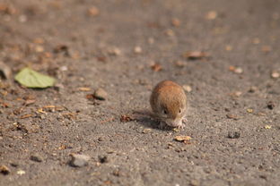 1984 Male Rat and 1984 Female Rat Marriage?