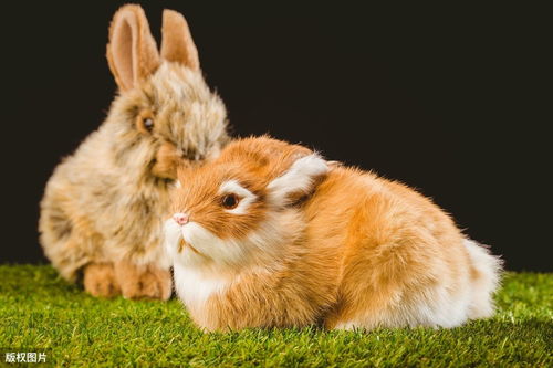 1975 Rabbit Female Horoscope for 2023
