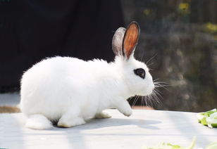 1987 Rabbit Female 2023 Financial Fortune