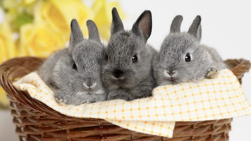 What kind of job is suitable for 1987 Rabbit
