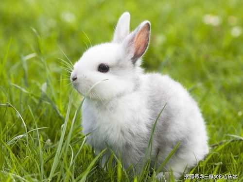 How will the 1999 Rabbit's career be in 2023?
