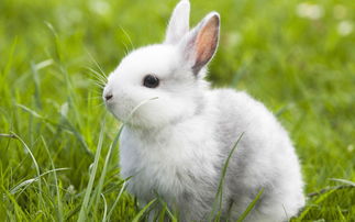 1999 Rabbit female born on the second day of May