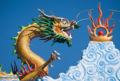 Dragon's fortune this year