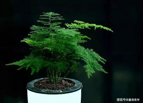 Zhouyi Ziwei 八字好学入门(紫薇和八字算出来不一样)