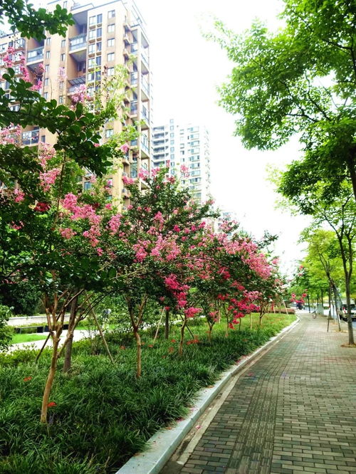 Zi Wei Dou Shu's Great Luck and Bazi's Great Luck why it is different.