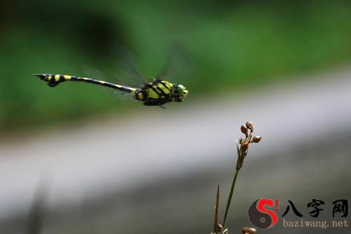 Dreaming of a dragonfly stopping