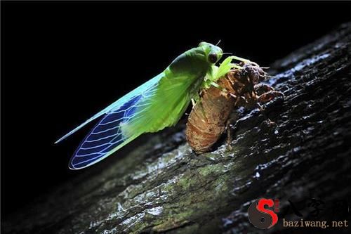 Dreaming of catching golden cicadas